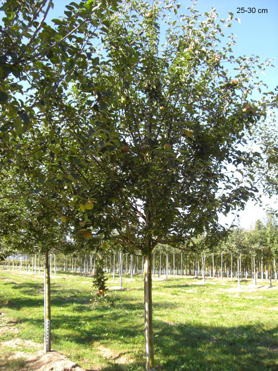 Apfel: Freiherr von Berlepsch