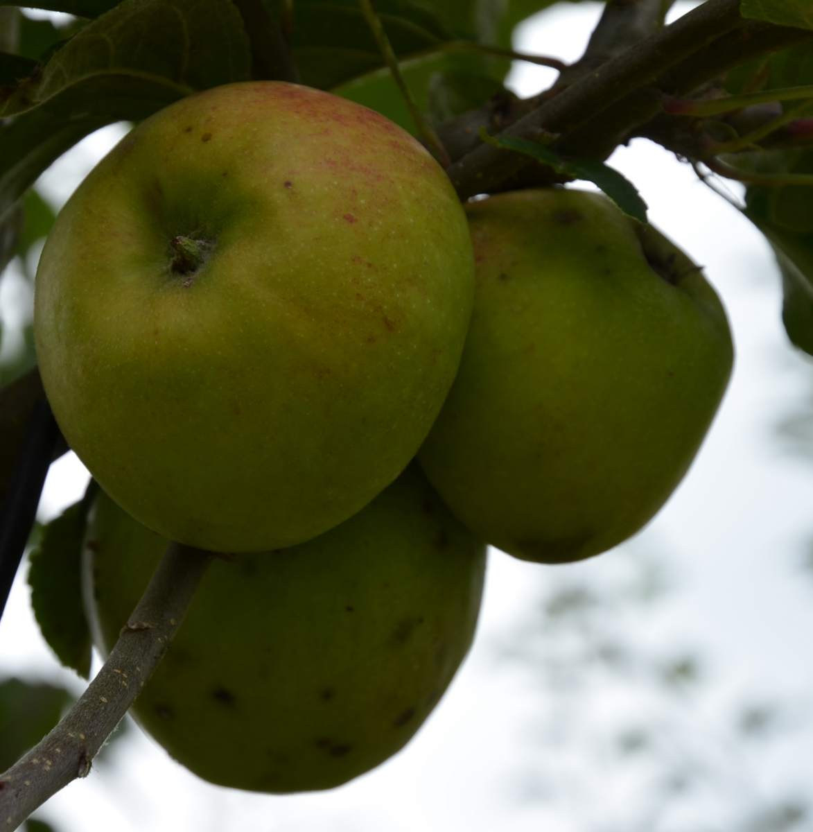 Apfel: Freiherr von Berlepsch
