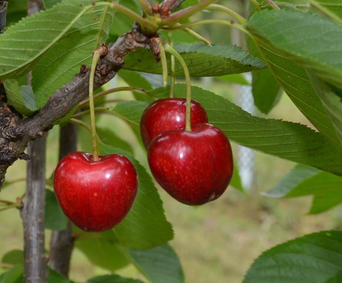Preview: Süßkirsche: Summit