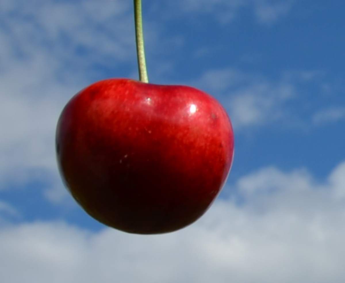 Süßkirsche: Summit