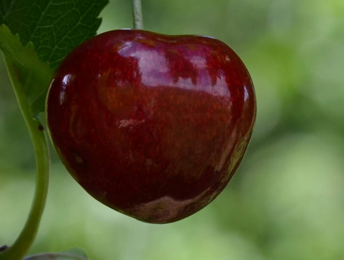 Süßkirsche: Summit