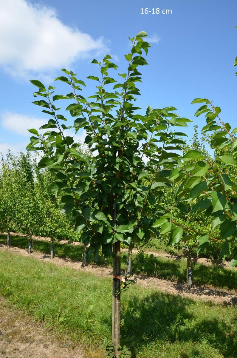 Süßkirsche: Summit