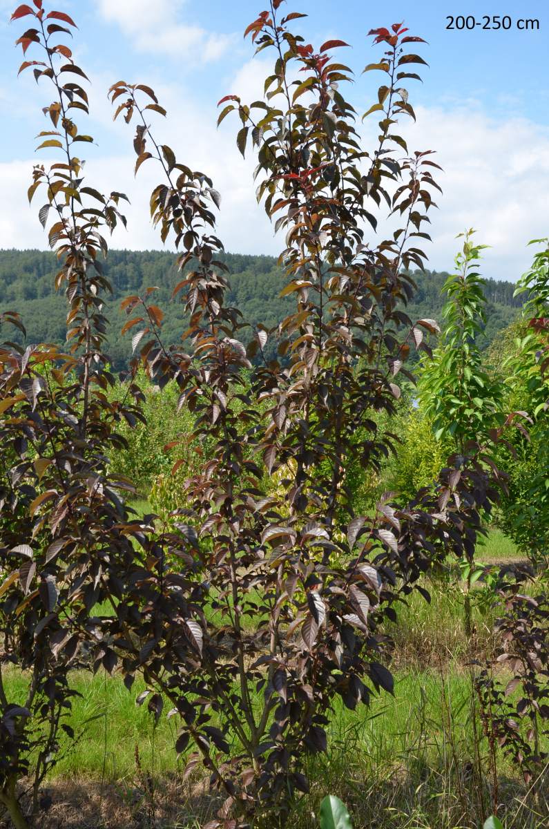 Zierkirsche: Royal Burgundy, rotlaubig