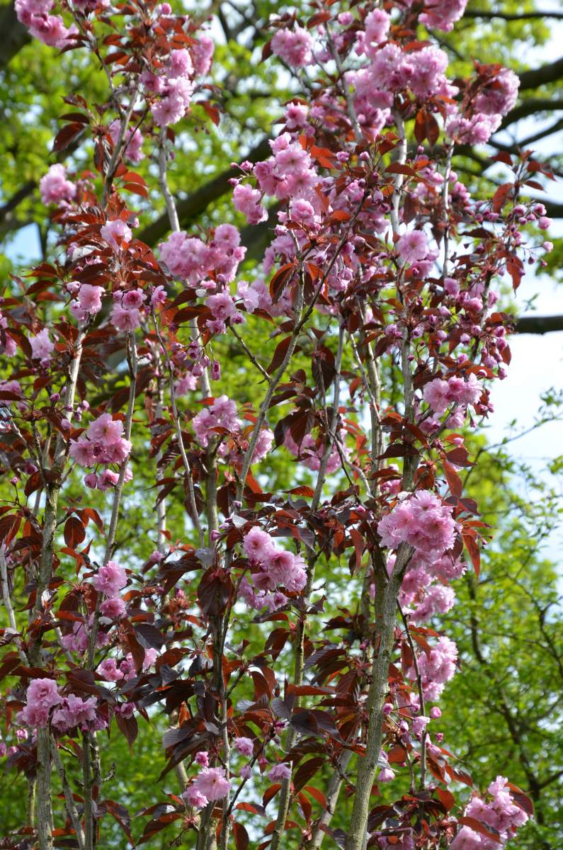 Zierkirsche: Royal Burgundy, rotlaubig