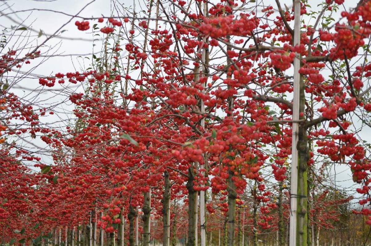 Zierapfel: Red Sentinel