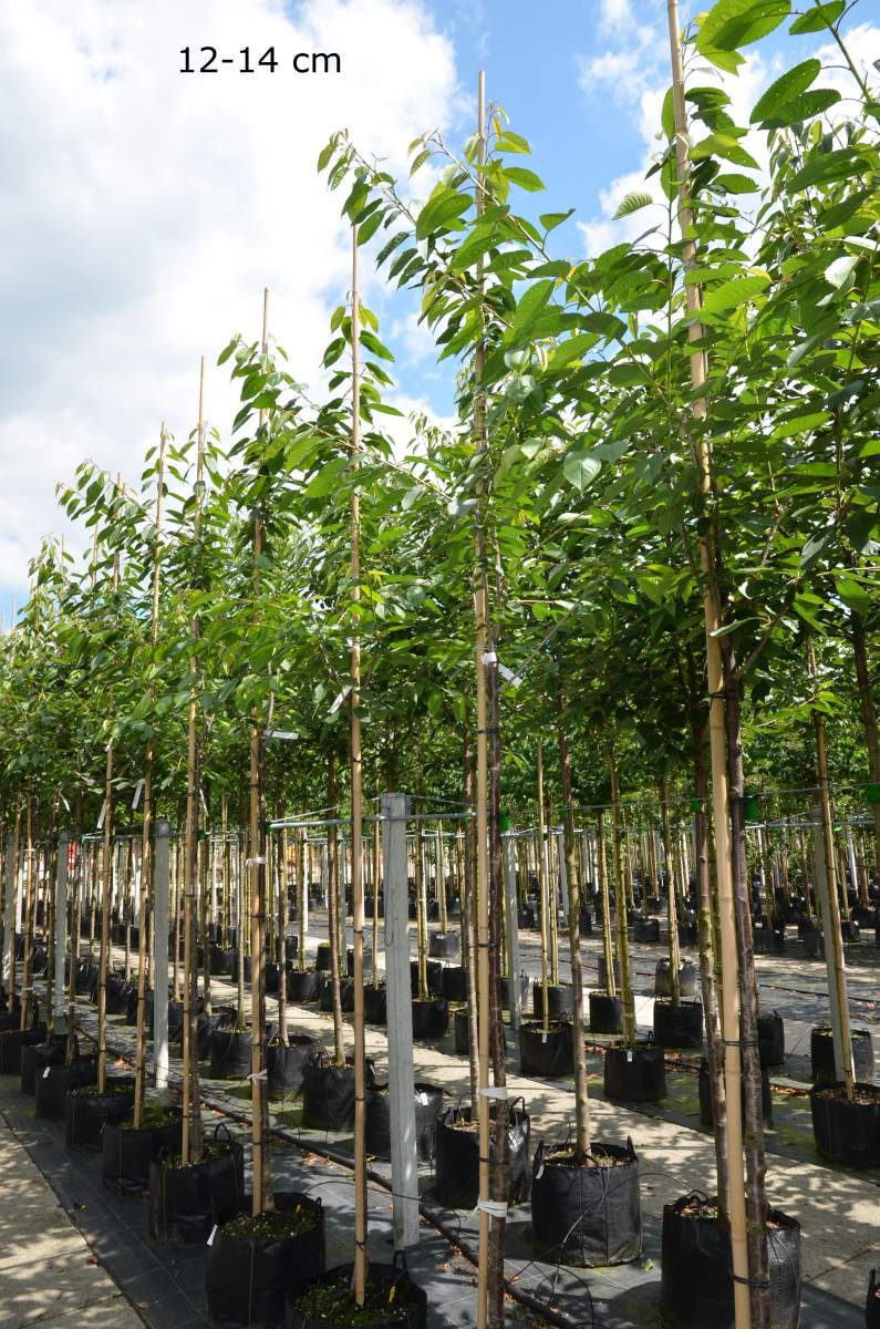 Süßkirsche: Varikse Zwarte