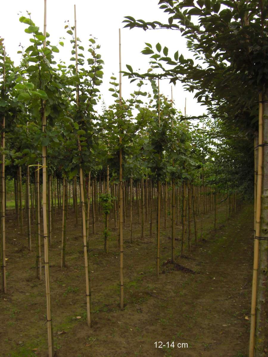 Judasbaum: Gewöhnlicher Judasbaum