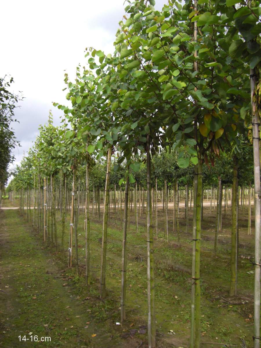 Judasbaum: Gewöhnlicher Judasbaum