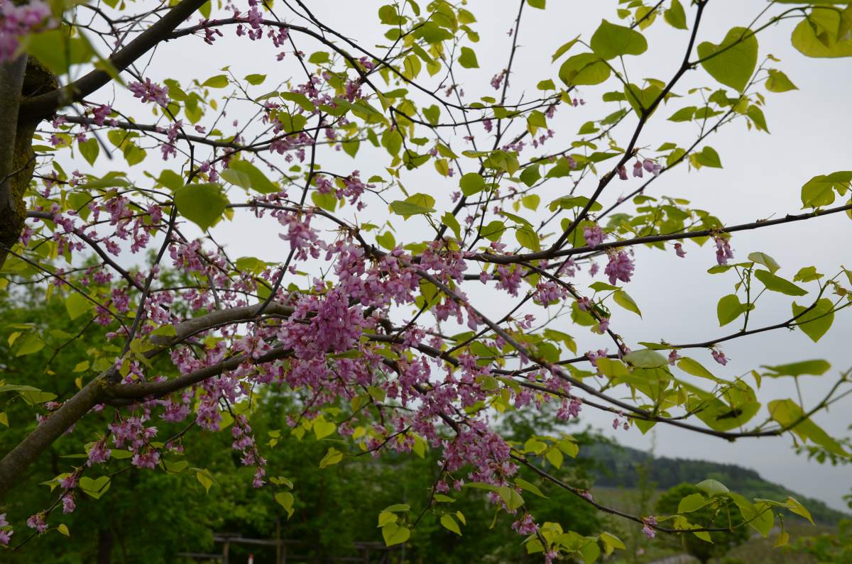 Judasbaum: Gewöhnlicher Judasbaum