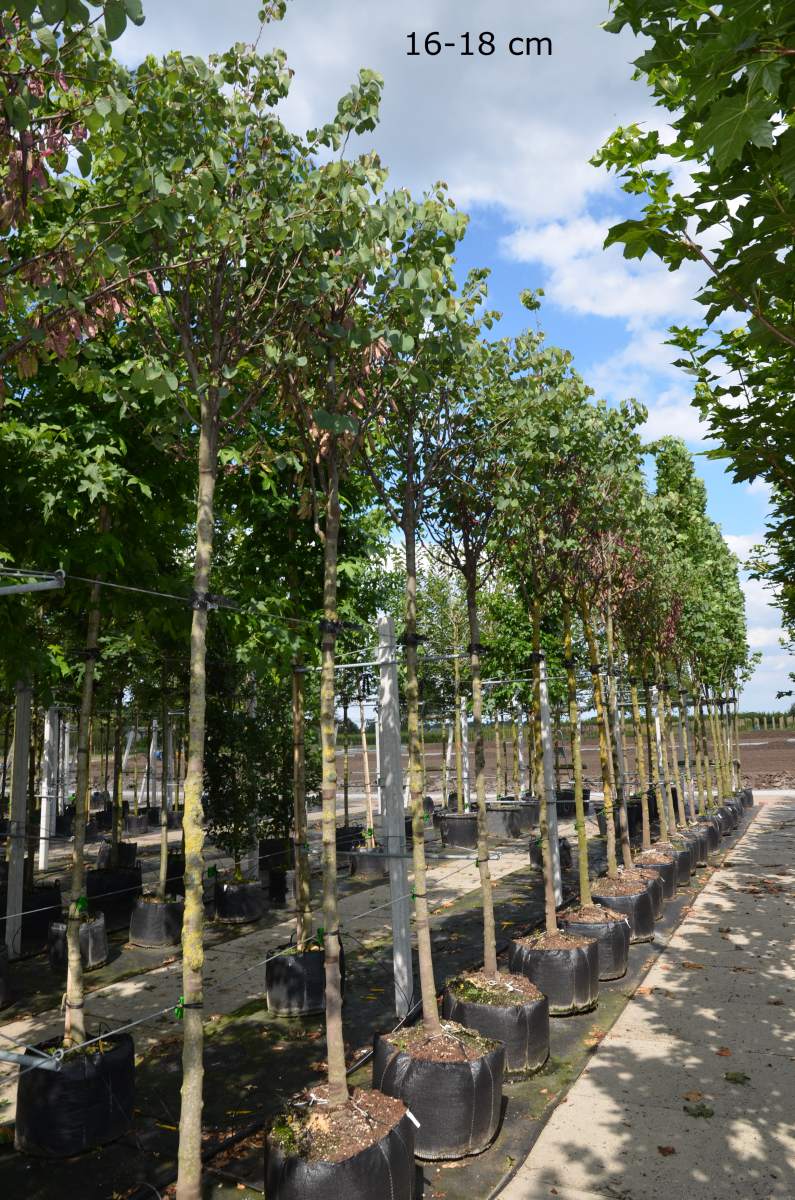 Judasbaum: Gewöhnlicher Judasbaum