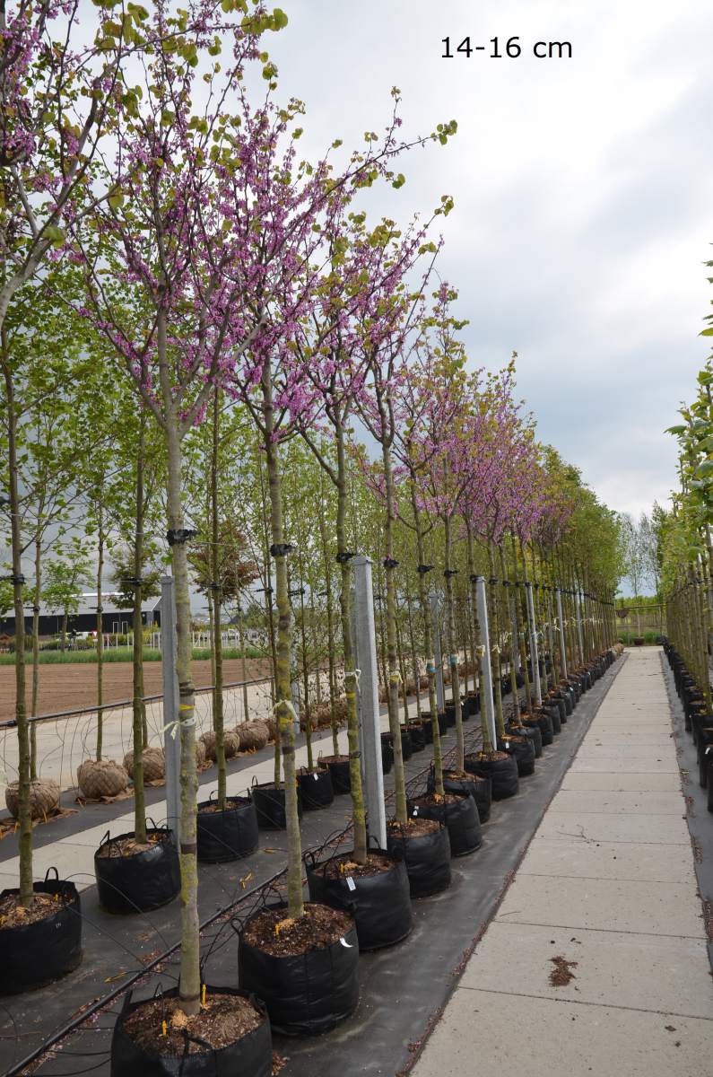 Judasbaum: Gewöhnlicher Judasbaum