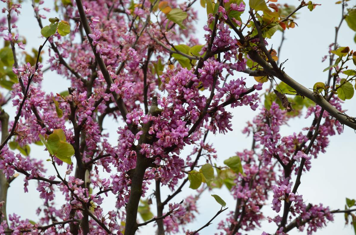 Judasbaum: Gewöhnlicher Judasbaum