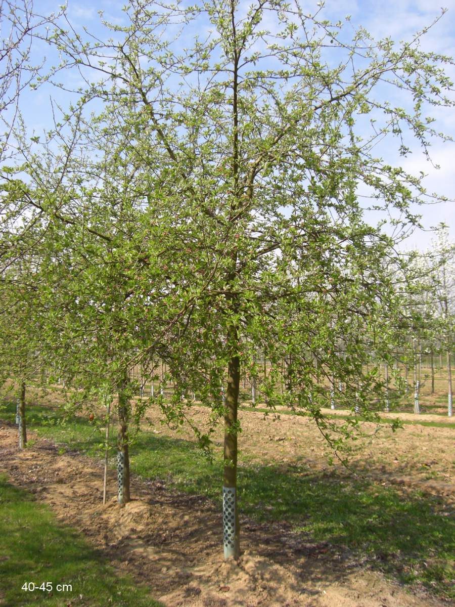 Apfel: Gelber Bellefleur