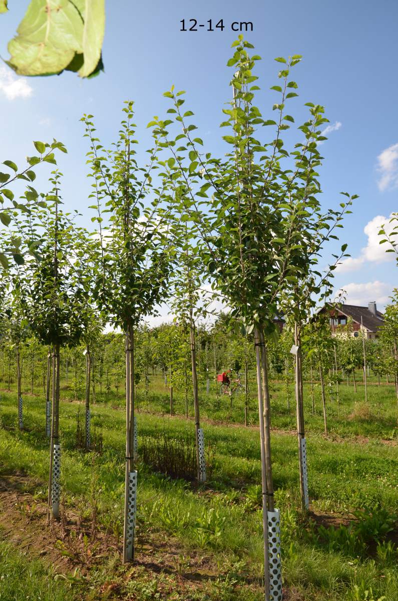 Apfel: Gewürzluiken