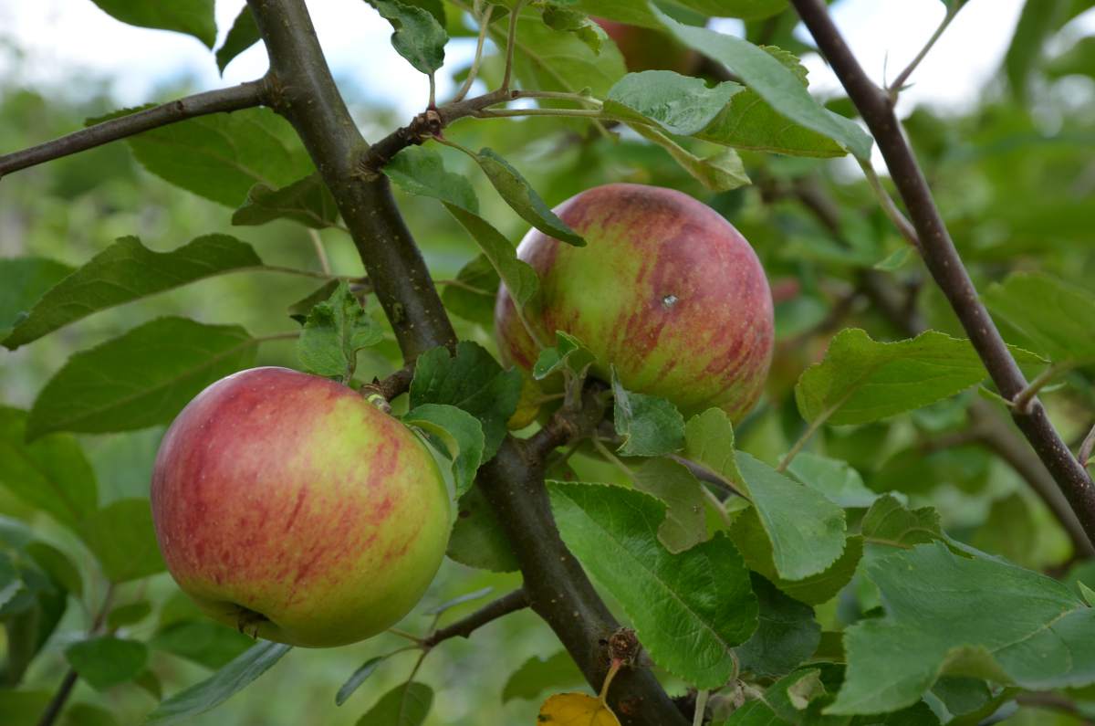 Apfel: Gewürzluiken