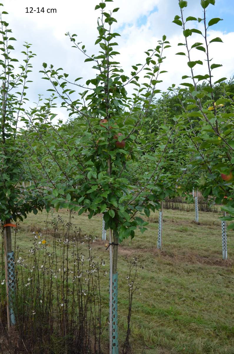 Apfel: Gewürzluiken