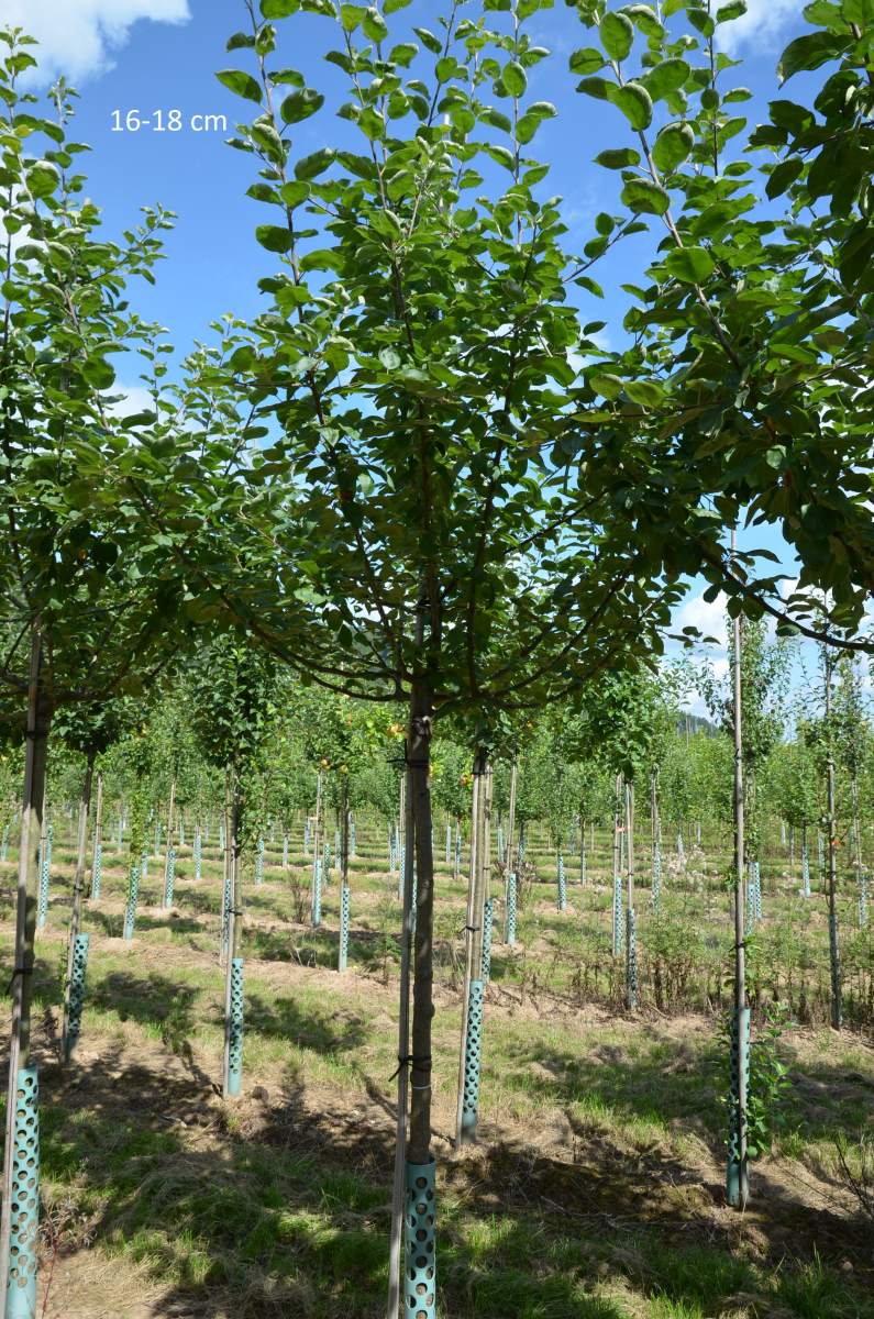 Apfel: Roter Bellefleur