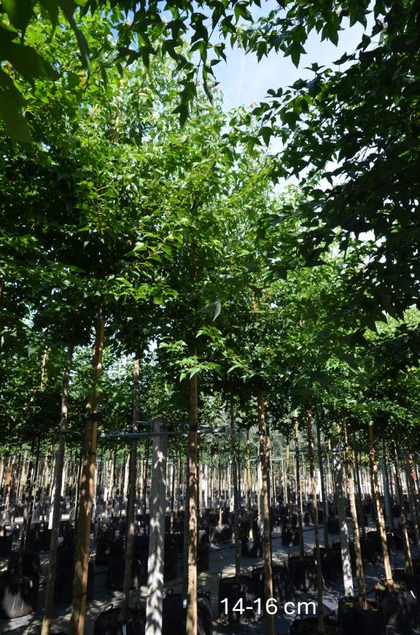 Ahorn: Dreizahn-Ahorn