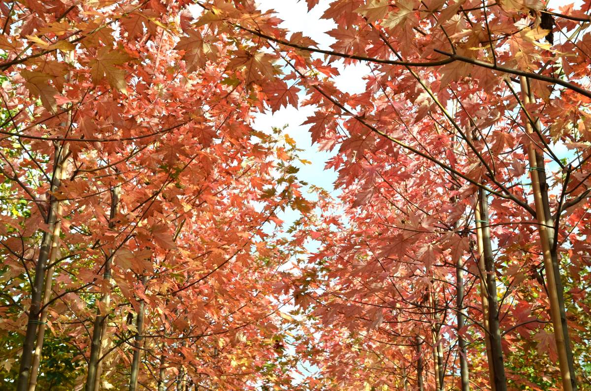 Ahorn: Herbst-Flammen-Ahorn