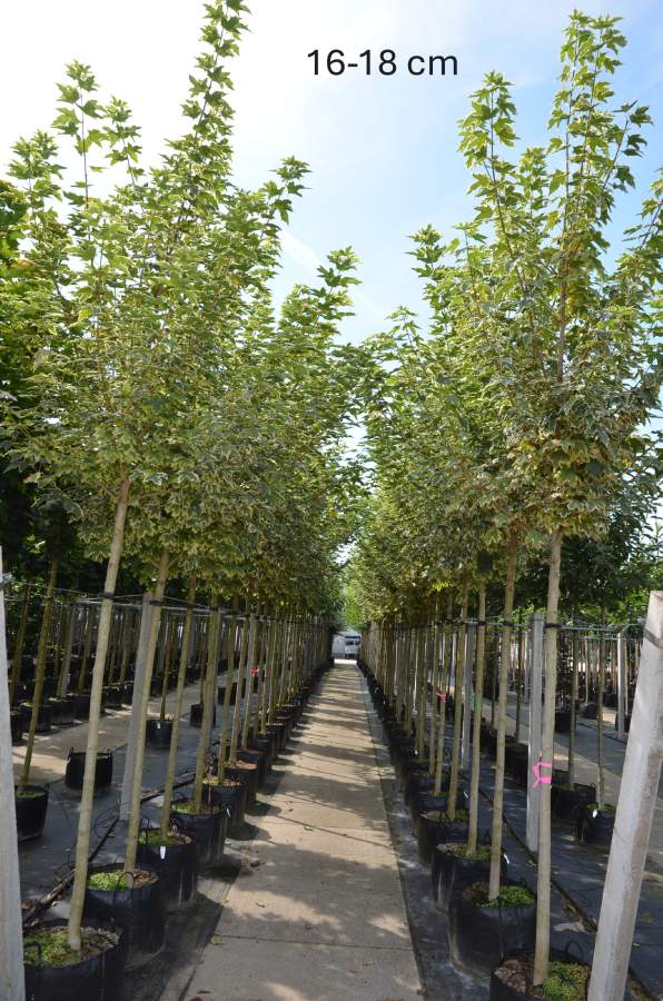 Ahorn: Weißbunter Spitzahorn