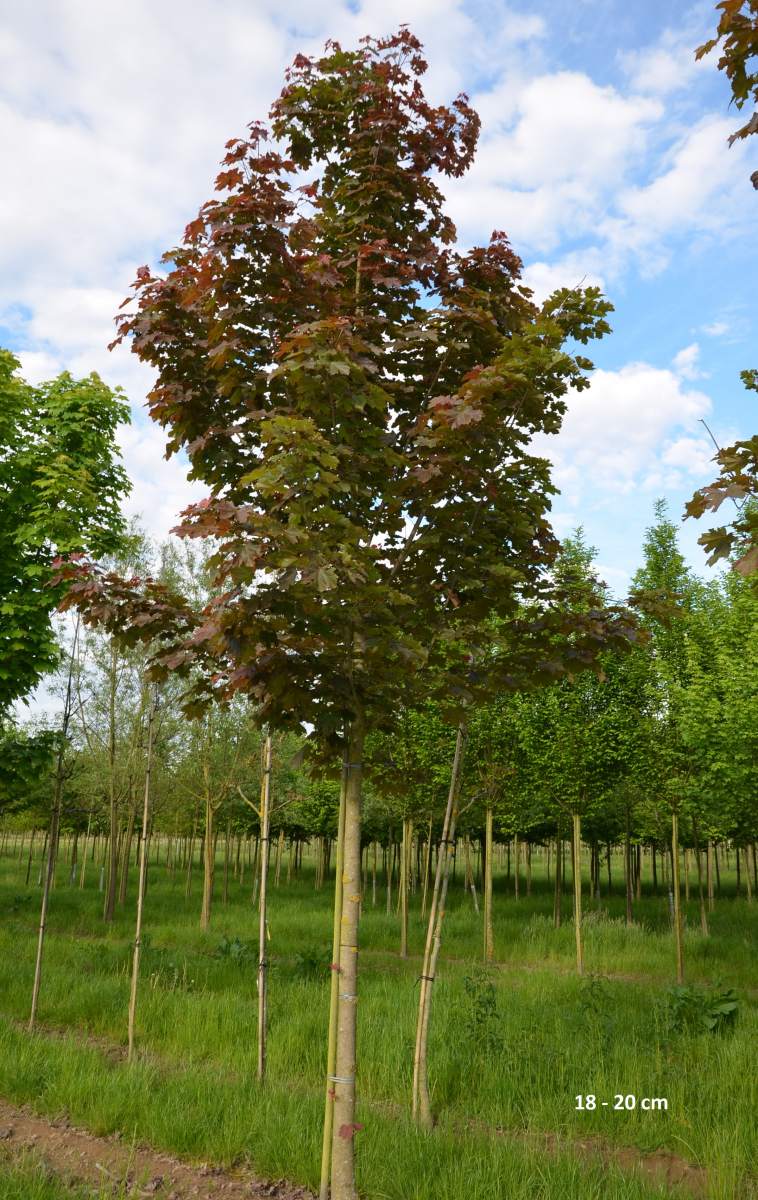 Ahorn: Blutahorn Deborah