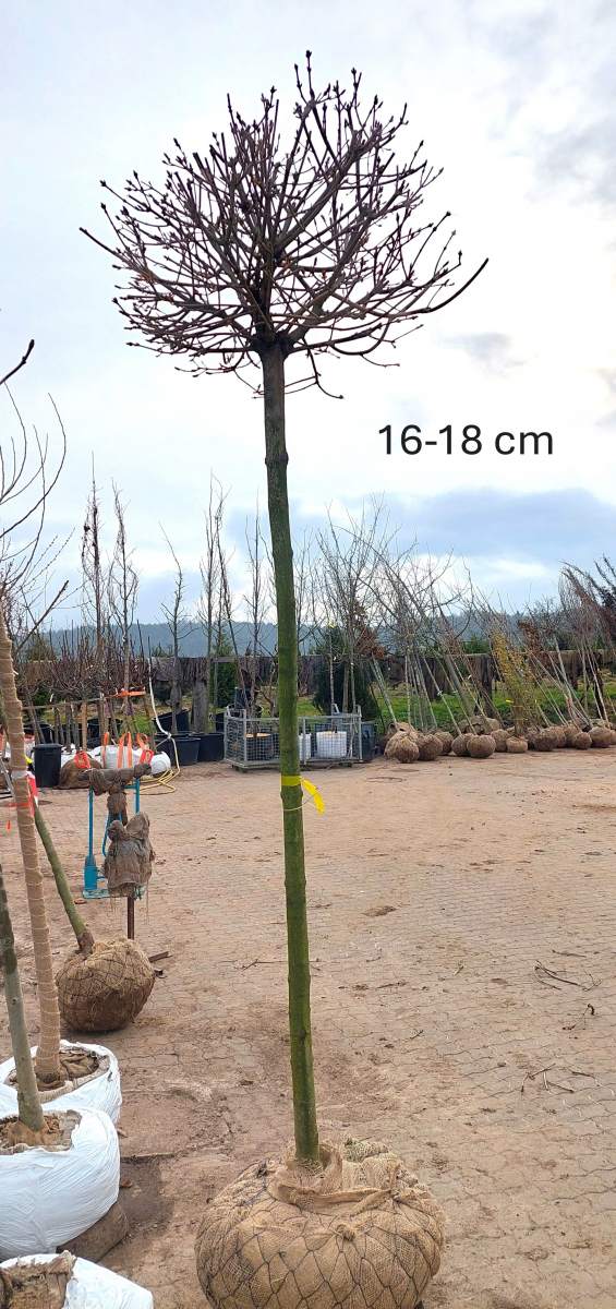 Ahorn: Kugelahorn mit 240 cm Stammhöhe