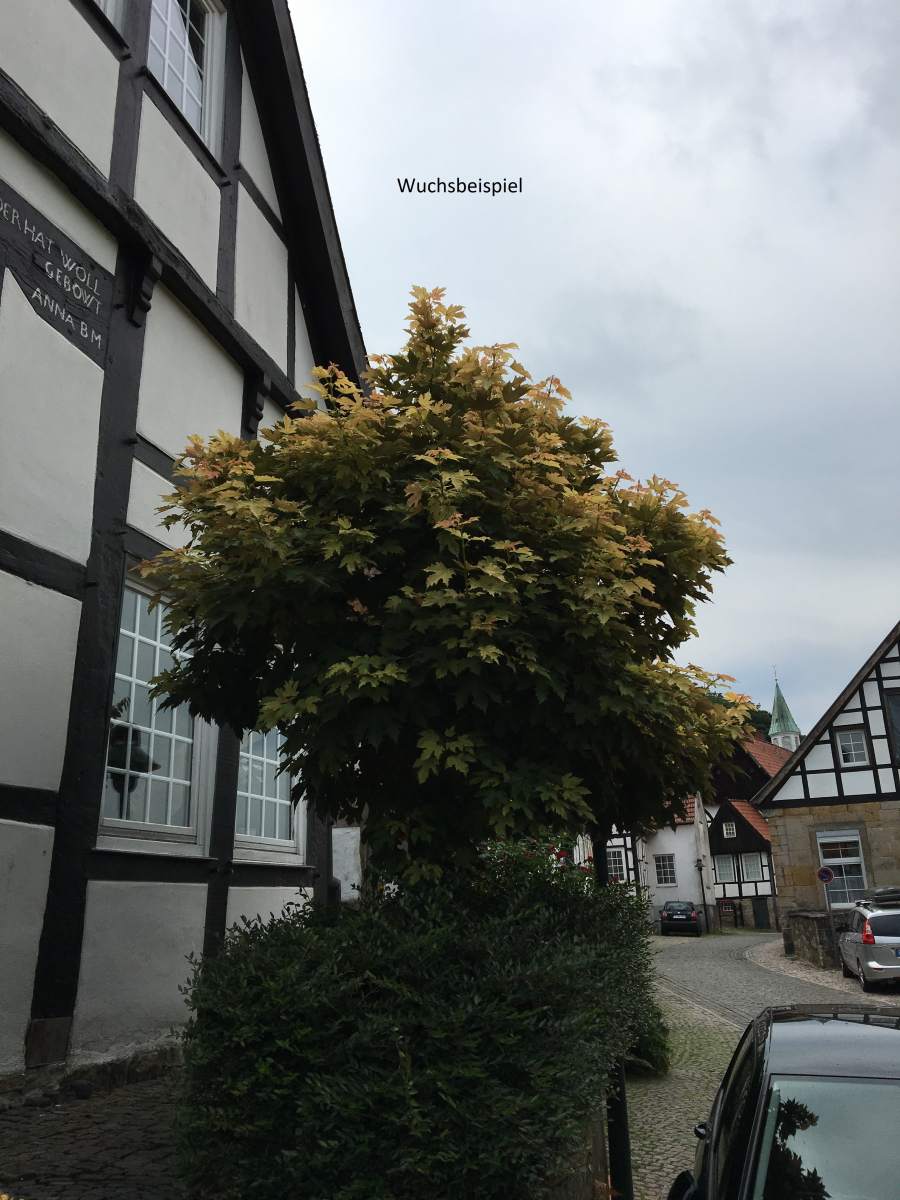 Ahorn: Bergahorn Prinz Handjery