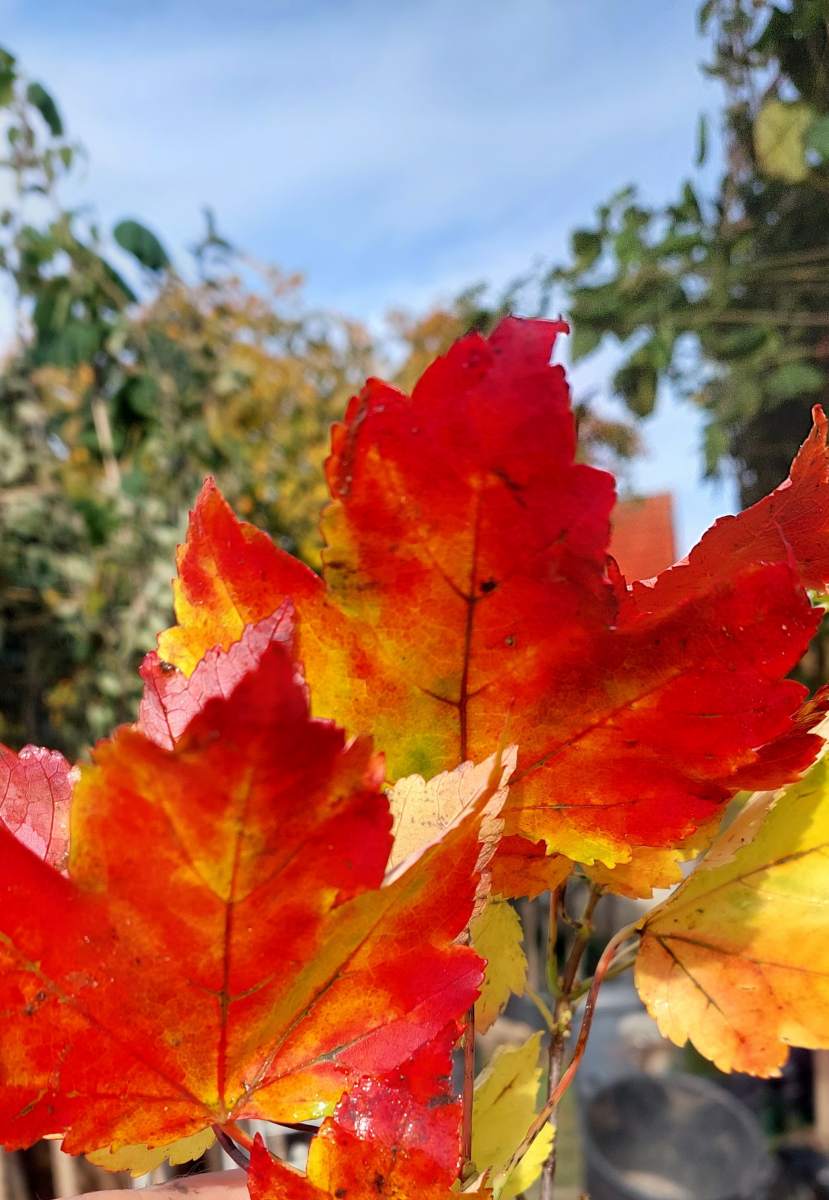 Ahorn: Rotahorn October Glory