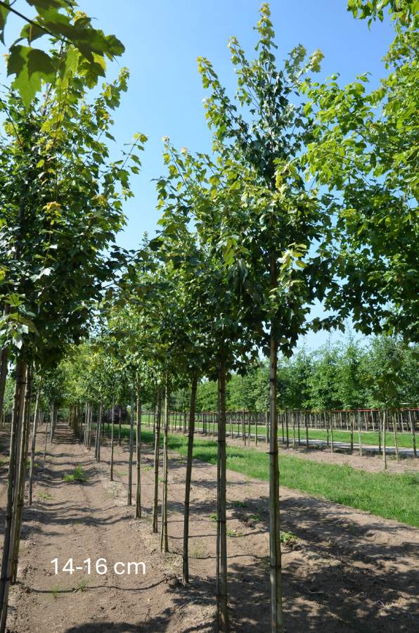 Ahorn: Säulen-Rotahorn