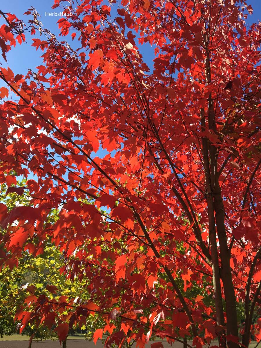 Ahorn: Rotahorn Sun Valley