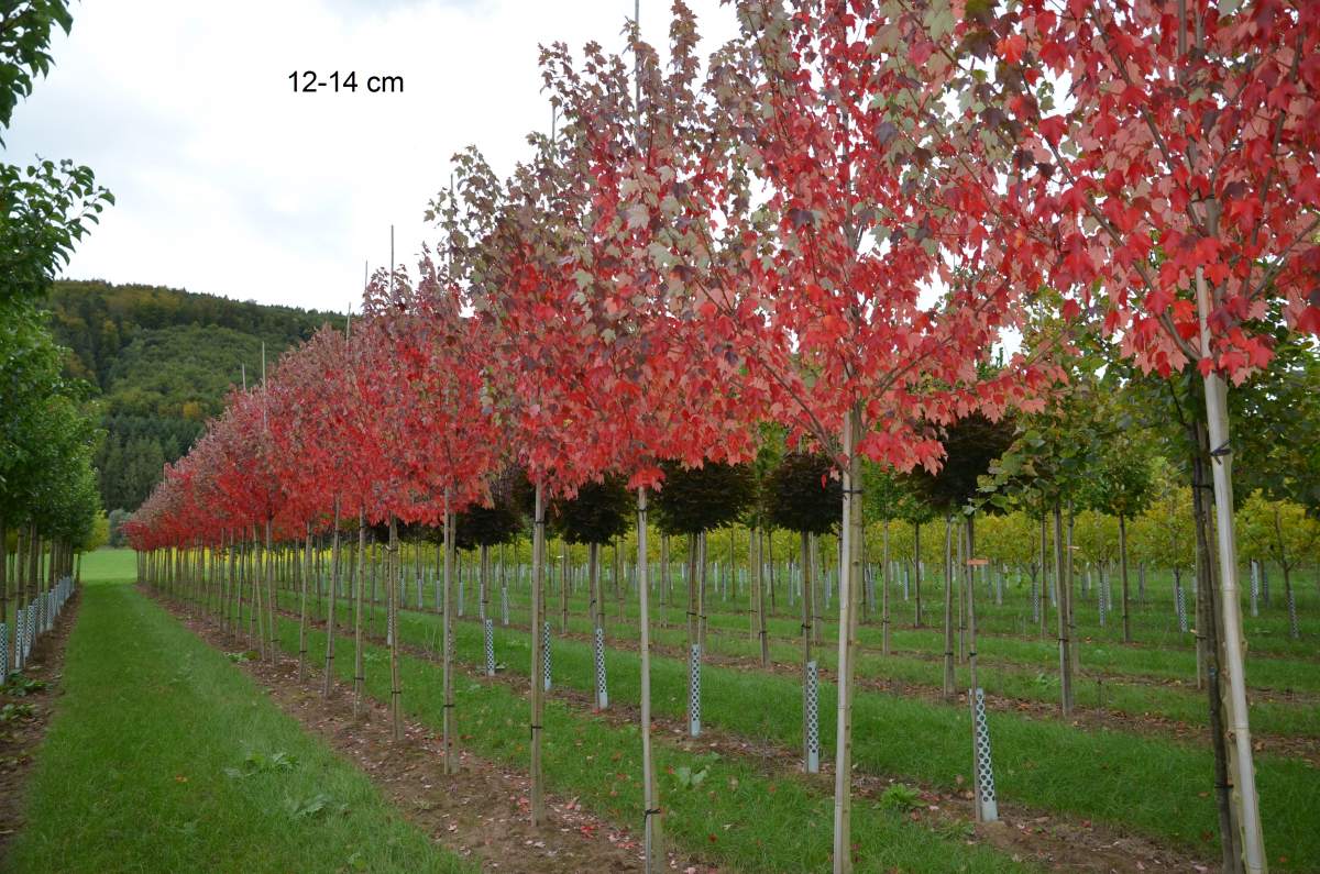 Preview: Ahorn: Rotahorn Sun Valley