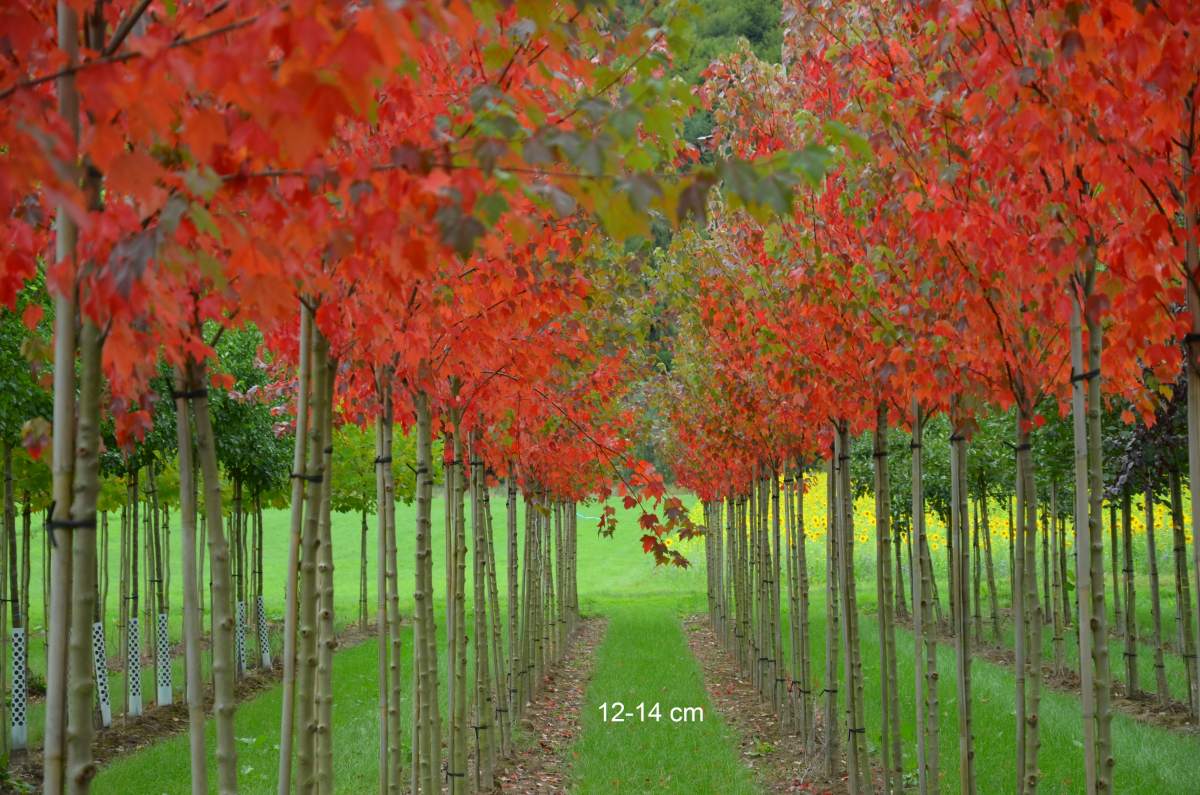 Ahorn: Rotahorn Sun Valley