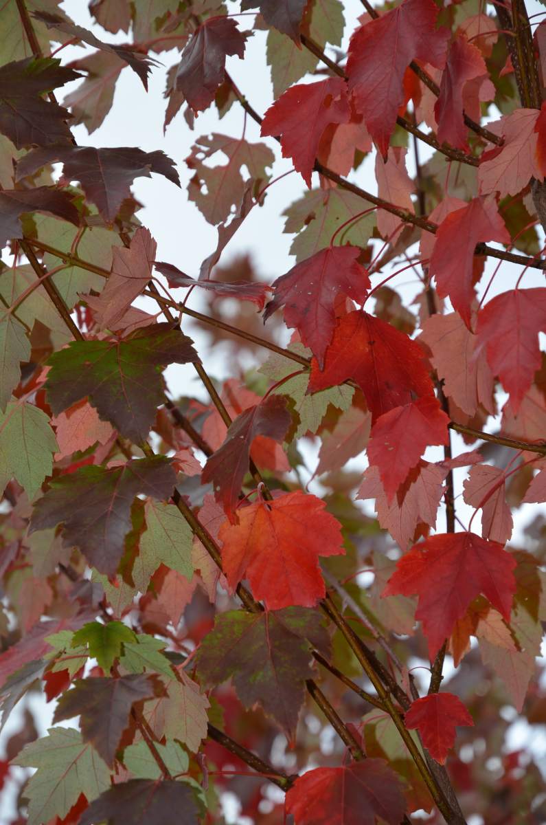 Ahorn: Rotahorn Sun Valley