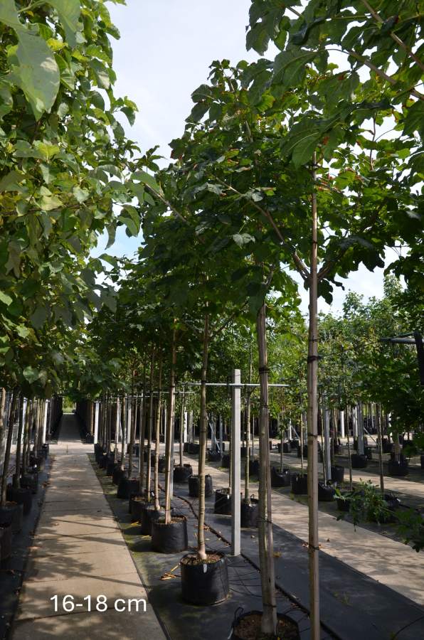 Kastanie: Scharlach-Kastanie