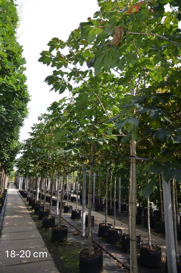 Kastanie: Scharlach-Kastanie