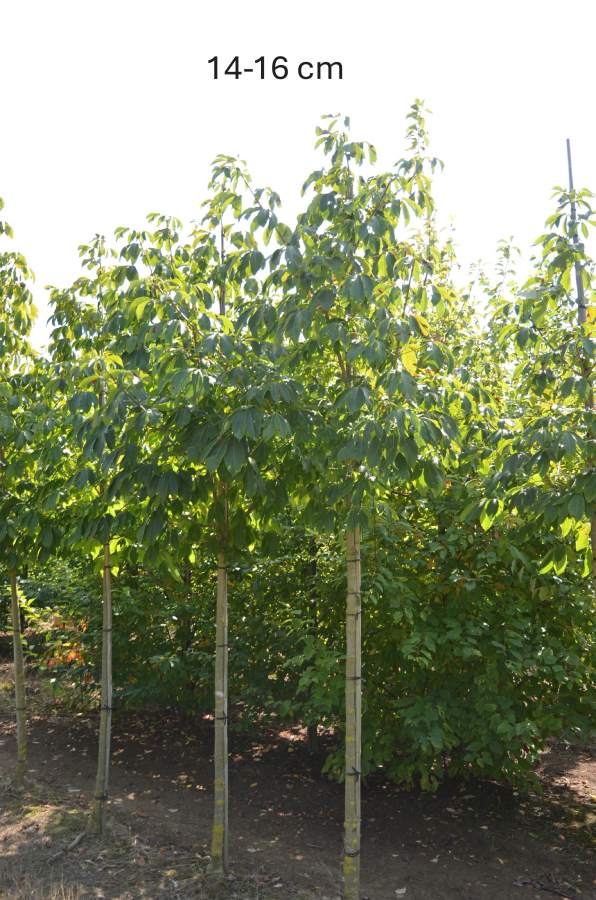 Kastanie: Gelbe Kastanie