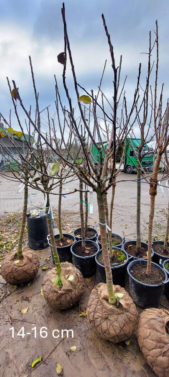 Apfel: Alkmene
