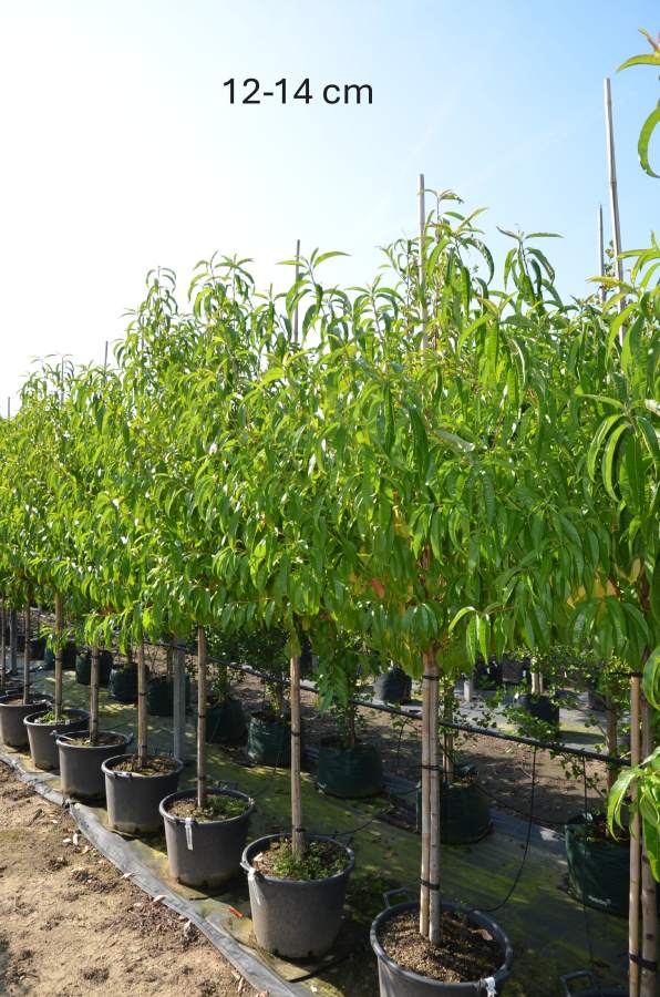 Preview: Pfirsich: Amsden