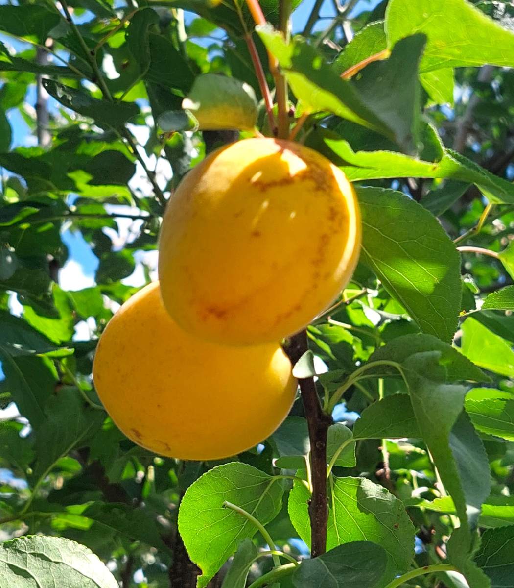 Aprikose: Rouge de Roussillon