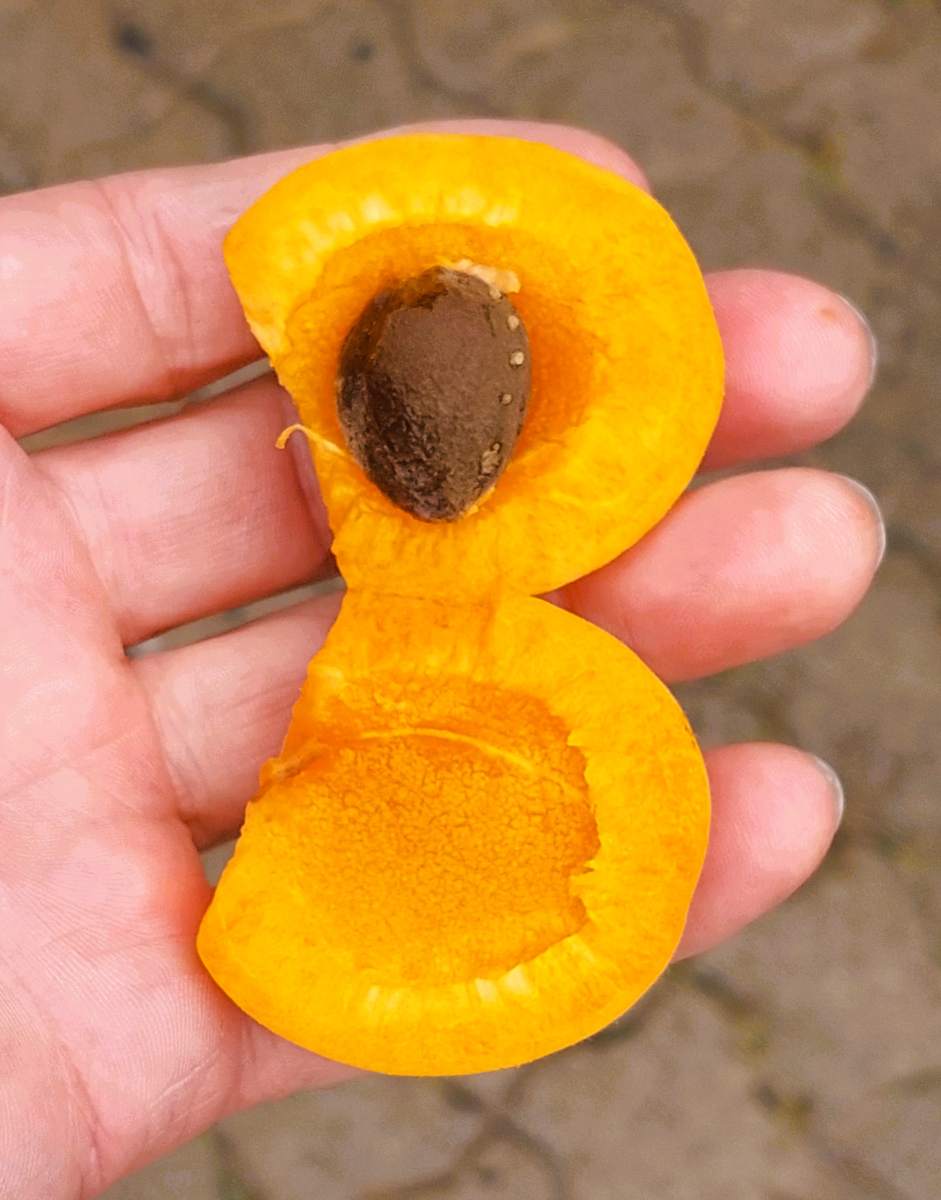 Aprikose: Rouge de Roussillon