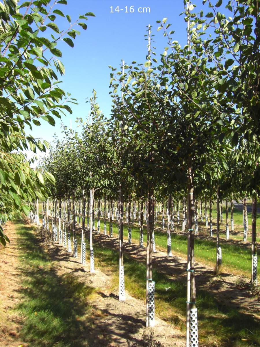 Pflaume: Belle de Louvain