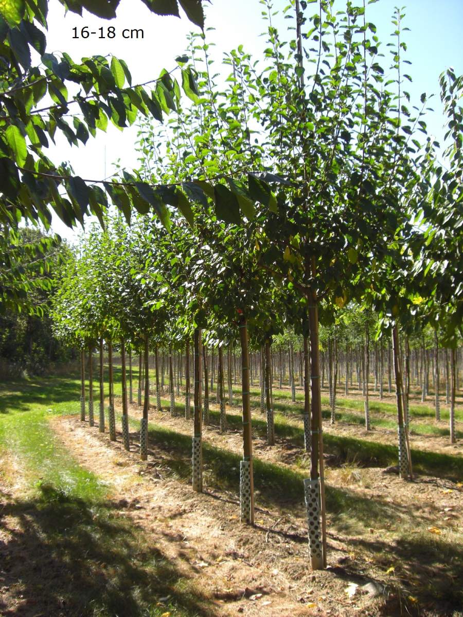 Pflaume: Belle de Louvain