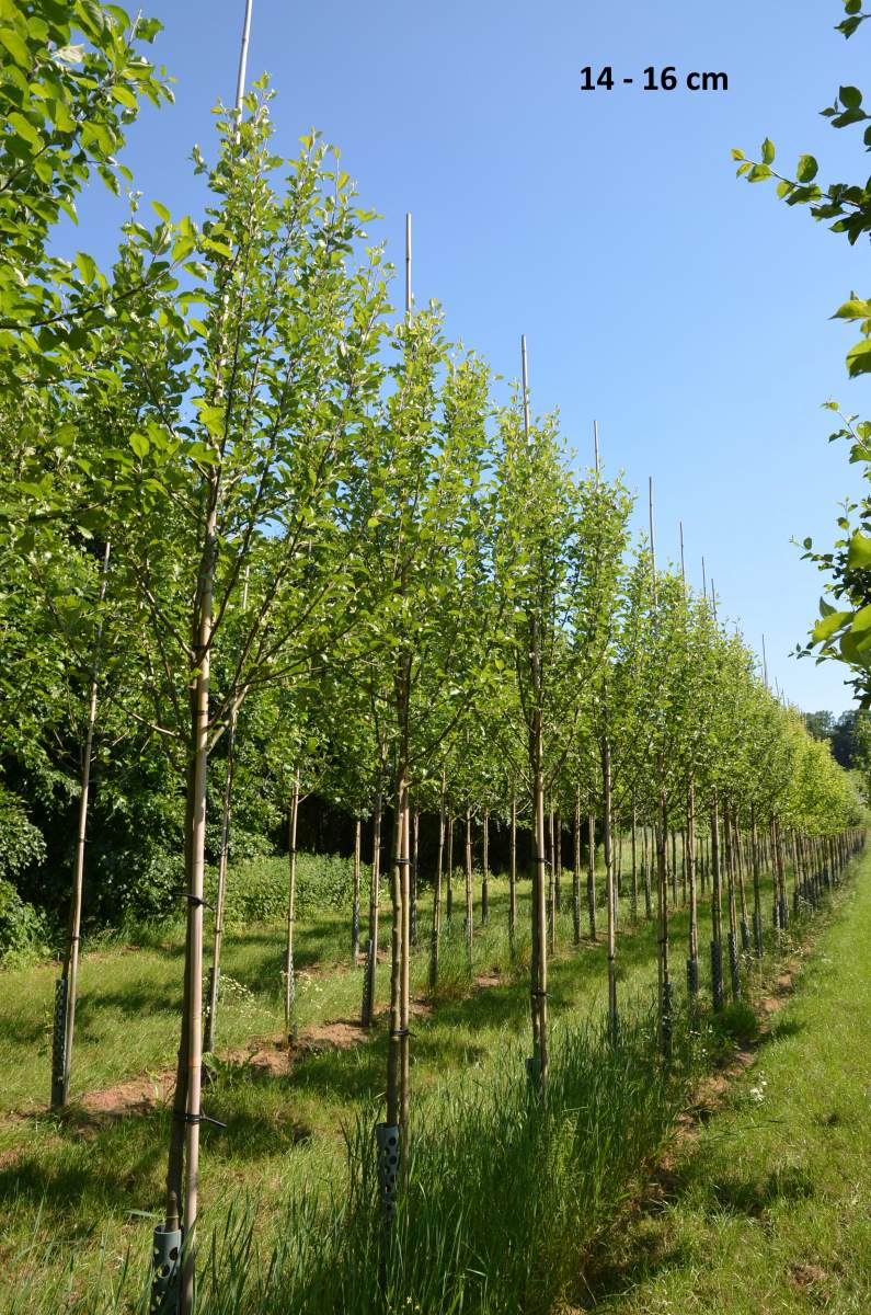 Apfel: Berner Rosenapfel