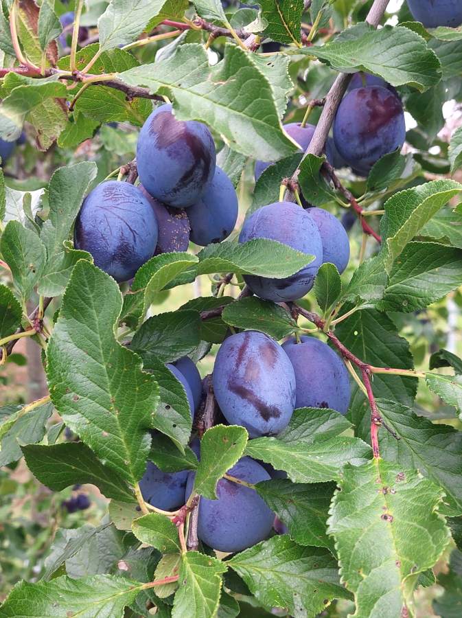 Zwetschge Blue Frost