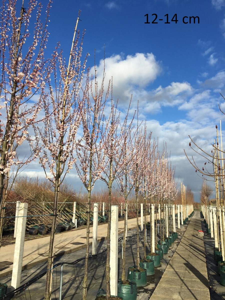 Blutpflaume: Säulen-Blutpflaume