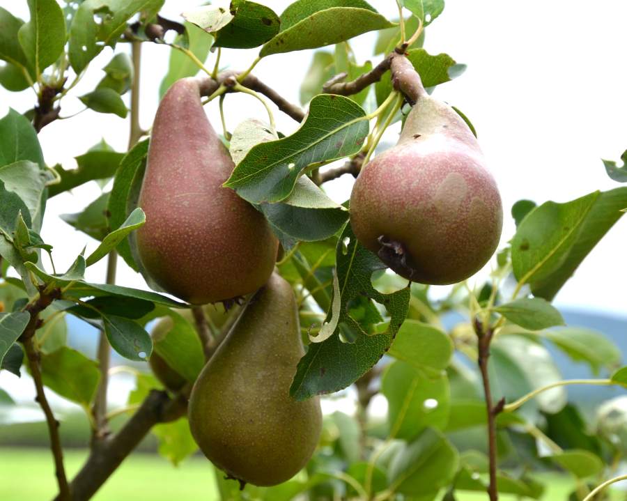 Bunte Julibirne