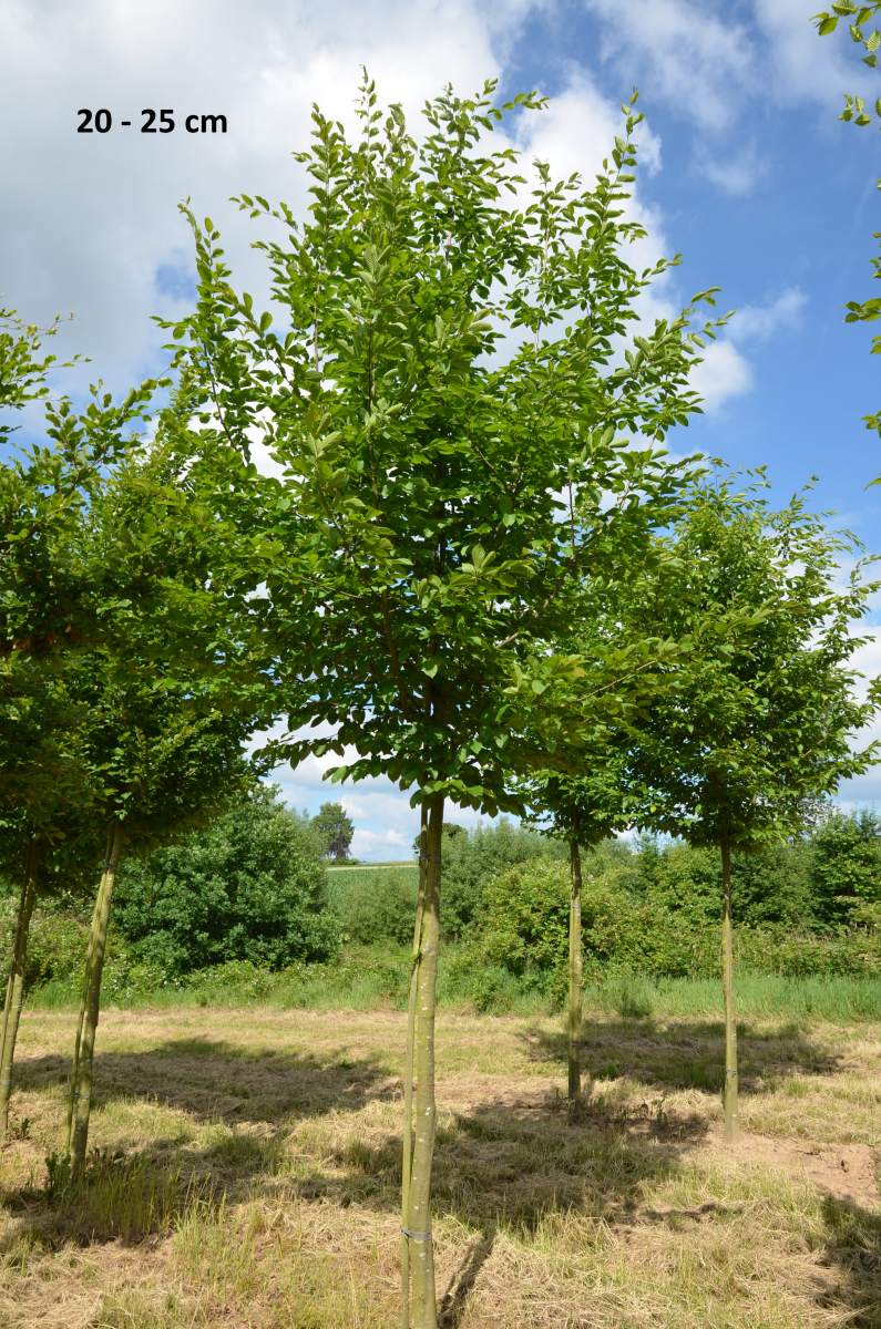 Hainbuche/Weißbuche