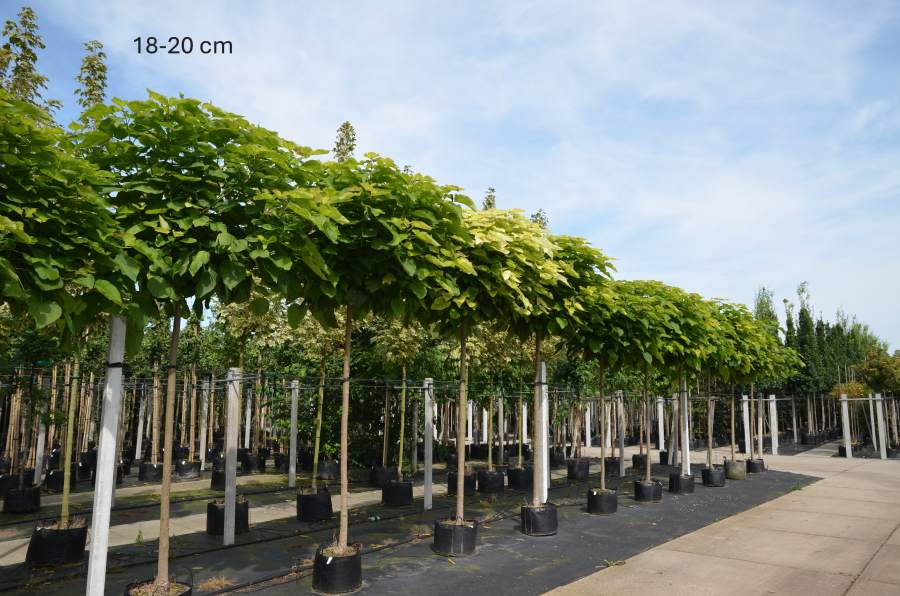 Trompetenbaum: Kugel-Trompetenbaum