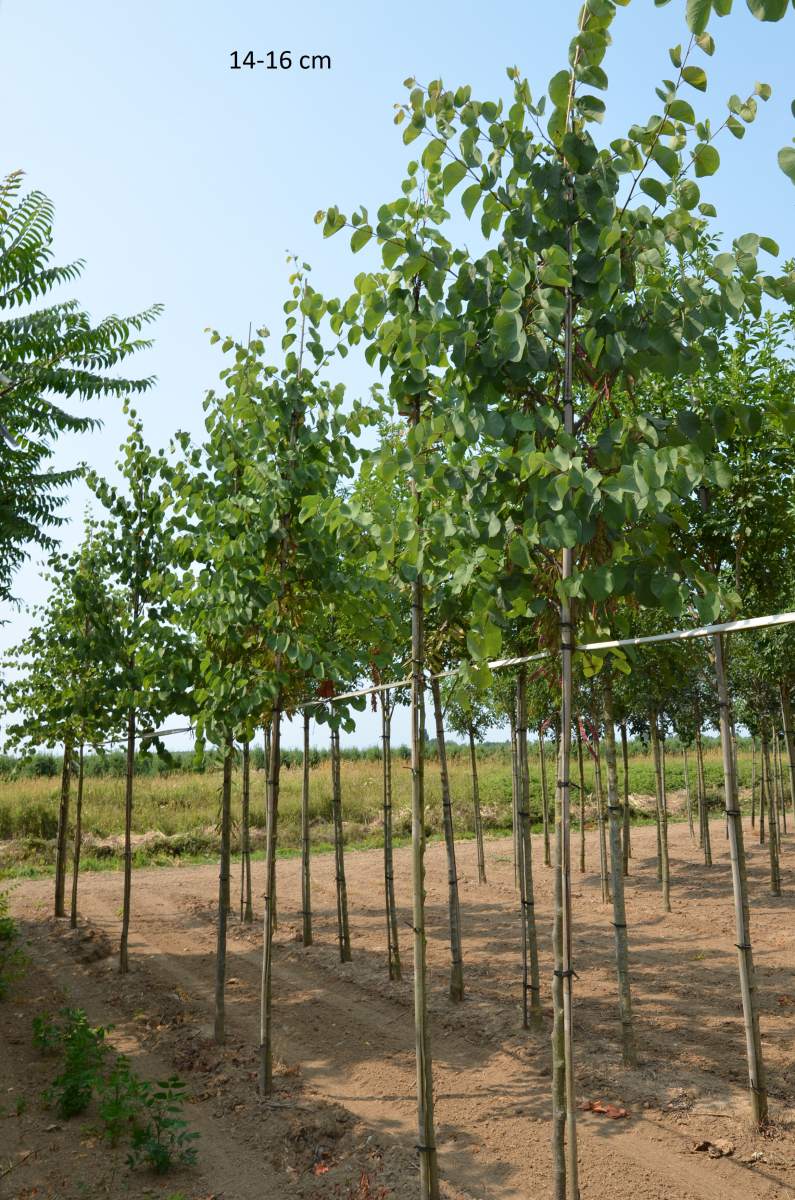 Judasbaum: Gewöhnlicher Judasbaum