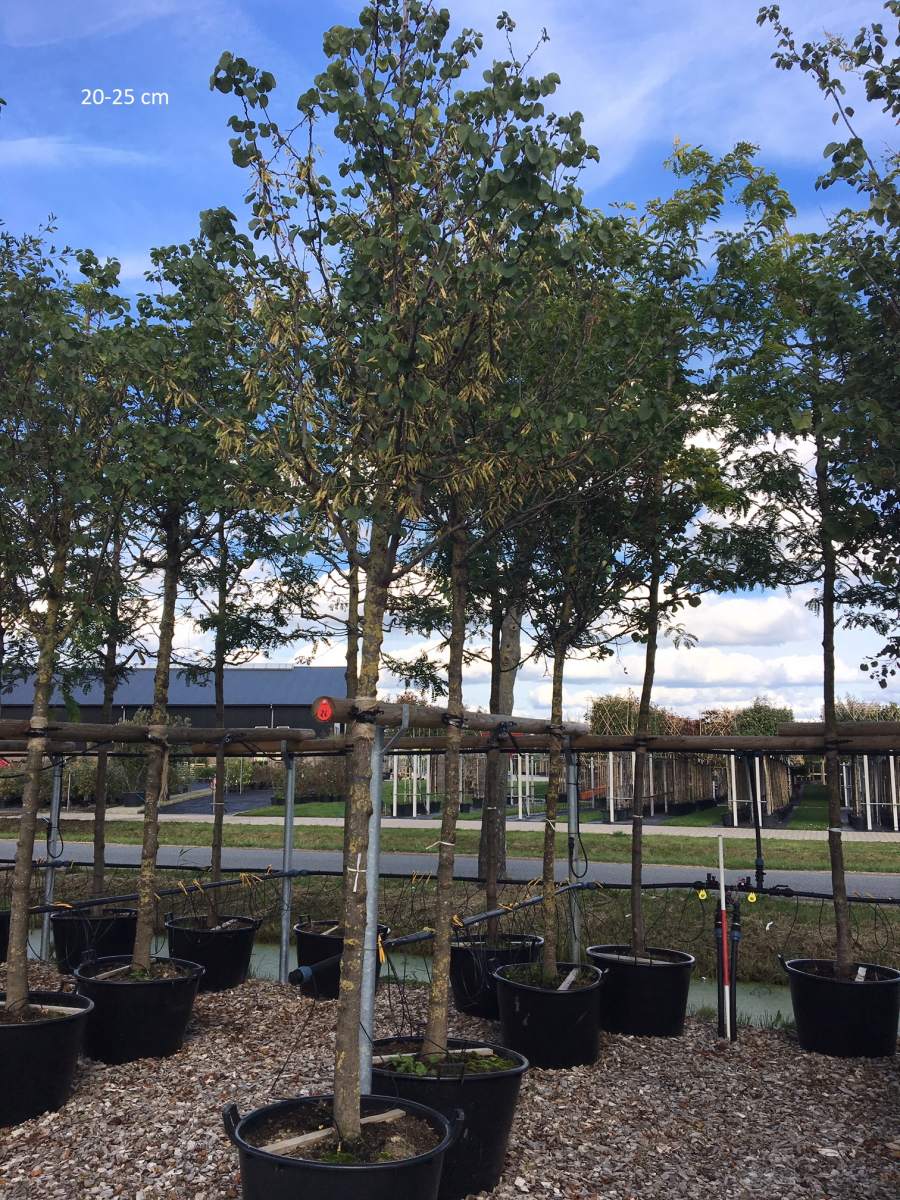 Judasbaum: Gewöhnlicher Judasbaum